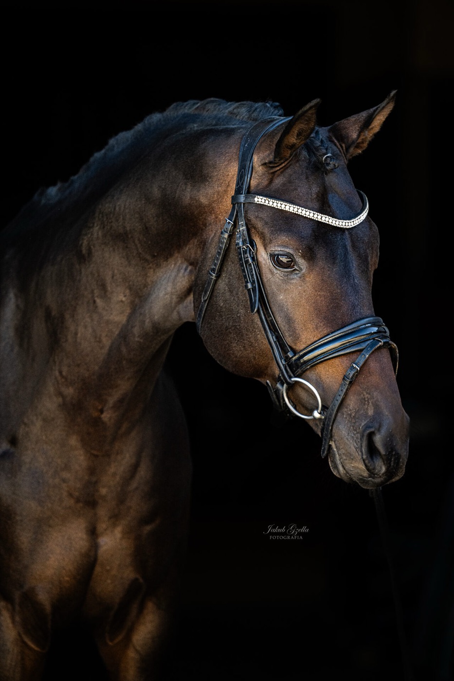 Portret karego konia